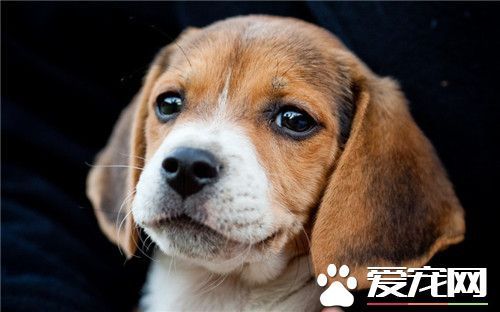 比格犬怎么训练猎兔 训练时需要经常地鼓励