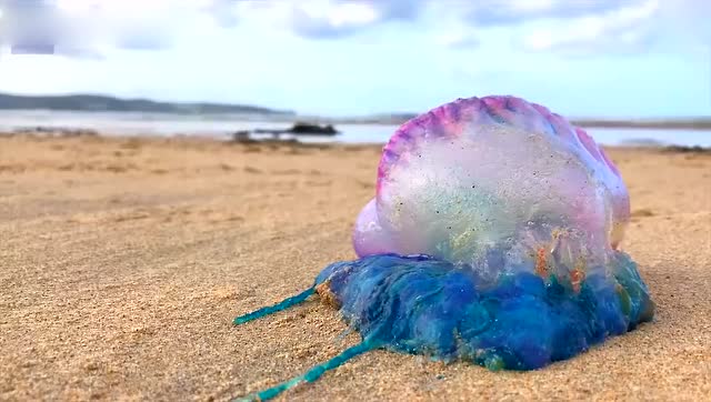 实拍 僧帽水母被冲上英国海滩后垂死挣扎