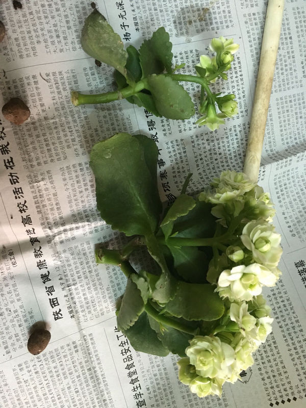 长寿花插杆 根茎发黑了 剪掉了 现在要怎么插 求花友详解