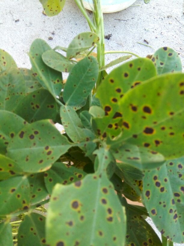 花生叶上很多斑点是叶斑病吗?