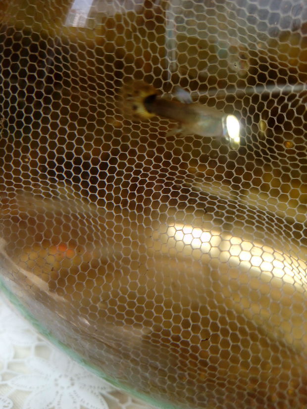 一个月大的小孔雀鱼