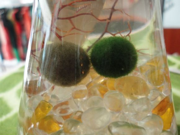 我的海藻球发黄了,是死了么!怎么办!