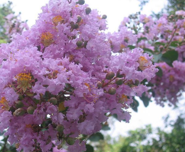 长在树上的紫色小花有哪些