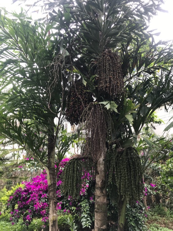 请问这是什么树!