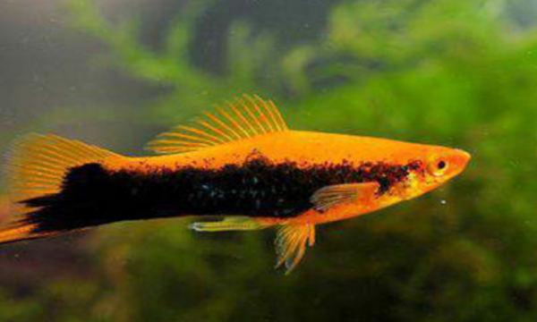 双剑鱼怎么养啊?