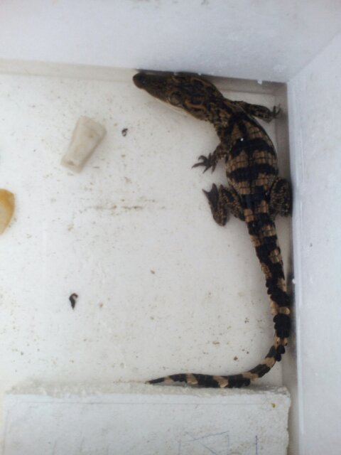 我的鳄鱼苗到家差不多快3天了,一直不吃东西,拿肉逗它咬去了过一会它