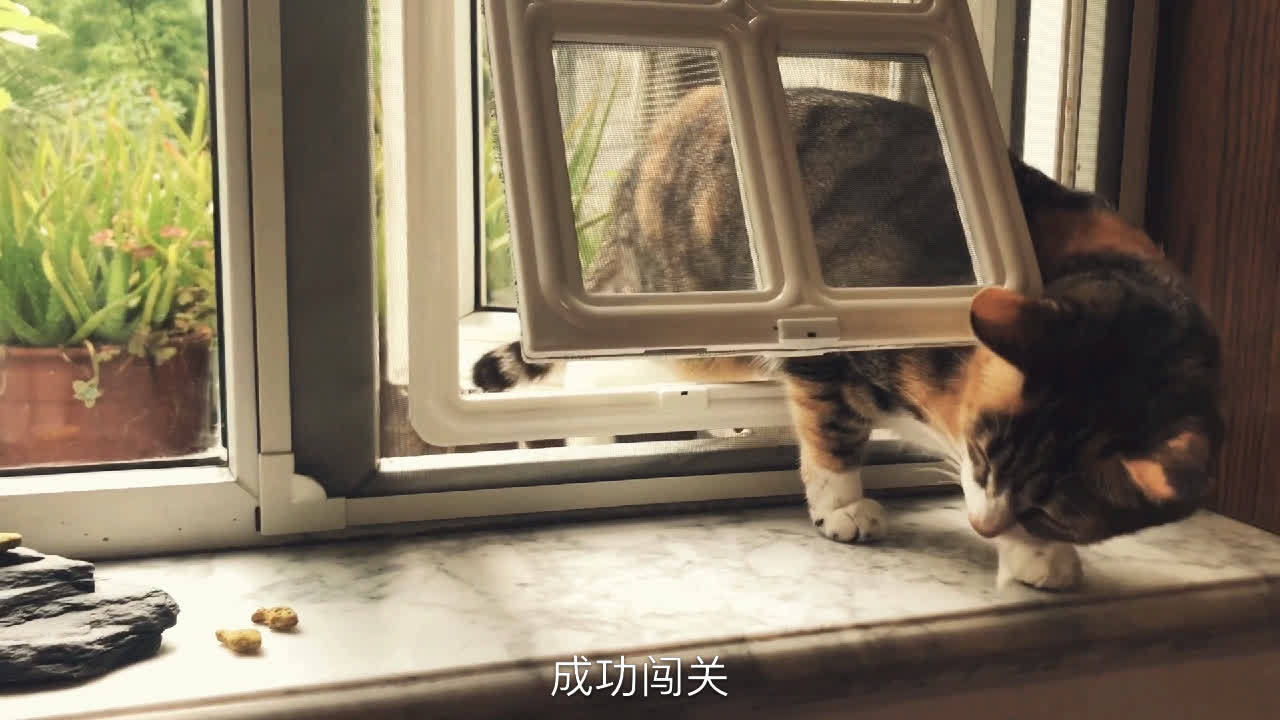 [图]喵星人竟会怕钻猫洞,道阻且跻Nothing is impossible