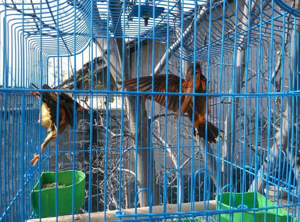 这是什么鸟?黄嘴黄脚,眼睛后面有一椭圆形的黄