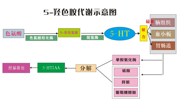 5-羟色胺的形成过程