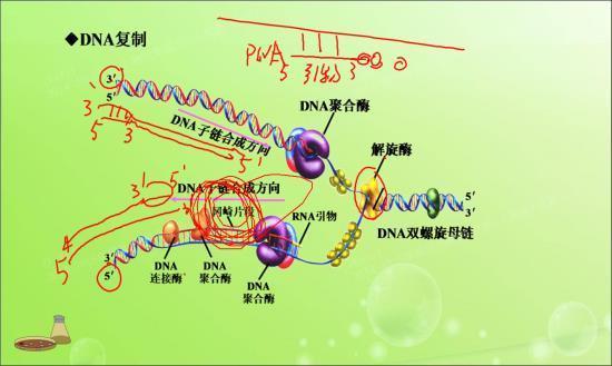 冈崎片段的试验检测