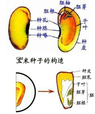 單子葉種子的子葉將種子營養物質(胚乳)運輸給胚芽,胚軸,胚根