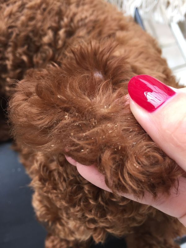 我家的泰迪狗狗耳朵边缘有很多皮屑,老是挠,各位有谁知道该怎么办吗?