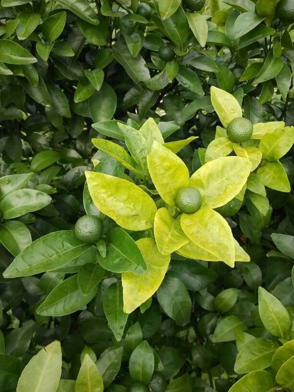 请问各位有种植技术的朋友们,沙糖桔黄叶是什