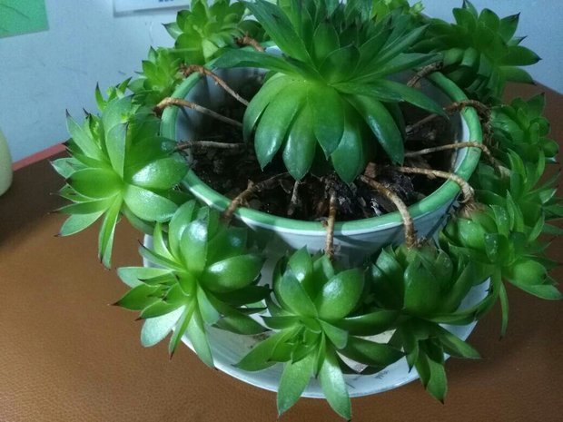 观音莲发芽了 中间的越来越小. 怎么处理呢