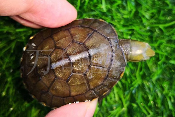 "龟"现在常用来骂人,可为什么龙凤麟龟又合称"四灵"?