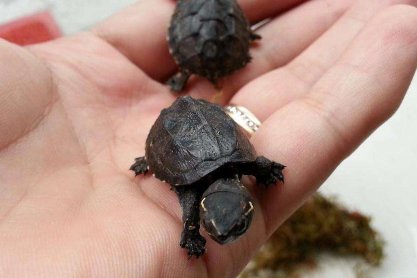 麝香龟和剃刀龟哪个好?有什么区别?