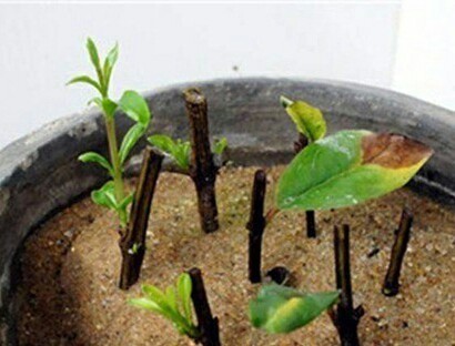 如何扦插石榴树