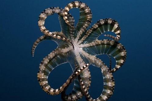 章鱼——有几只脚?