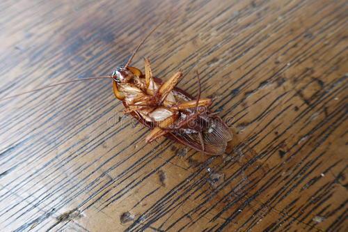 蟑螂在0下几度会死掉