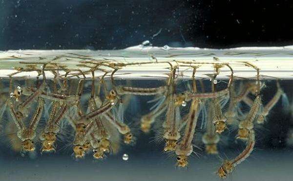 蚊子的幼虫叫什么