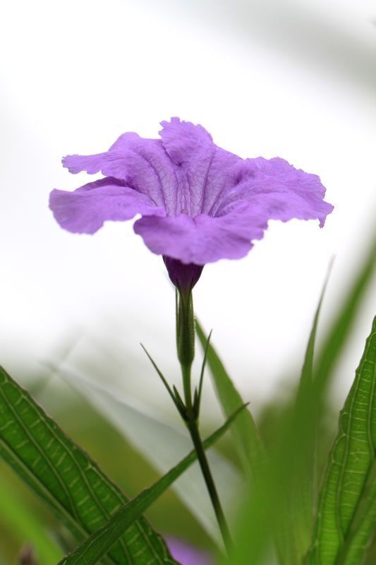 这种紫色的花是什么名字?