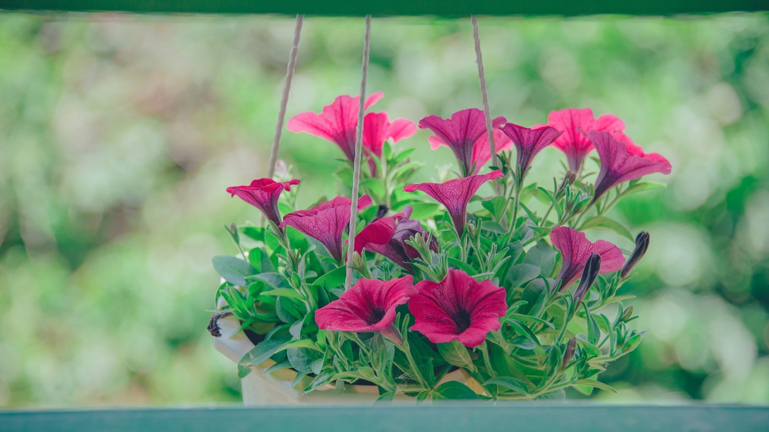 清新淡雅的花儿花卉桌面壁纸[图4]