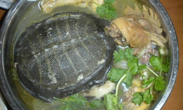 甲鱼和鸡一起炖汤功效是什么?