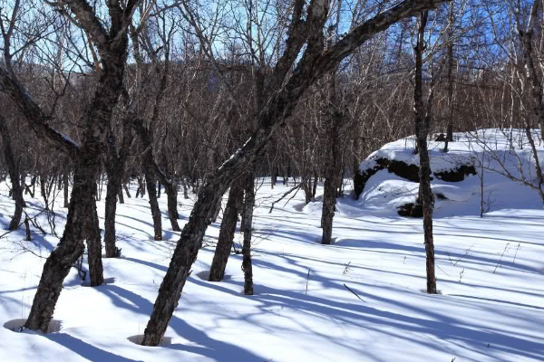 铁桦树比钢铁还要硬一倍,铁桦树是什么物质长成的?
