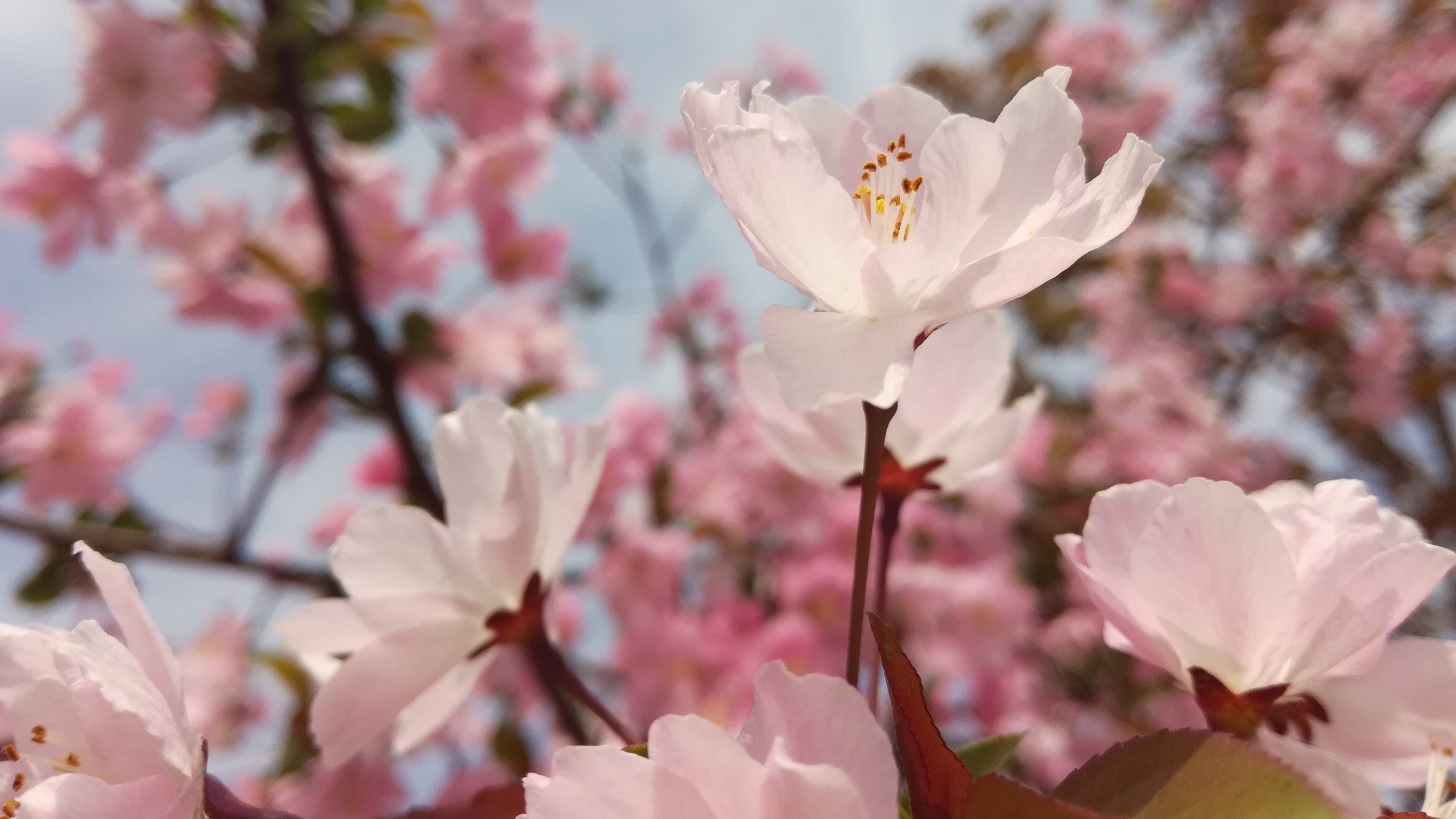 高清粉色桃花图片[图11]