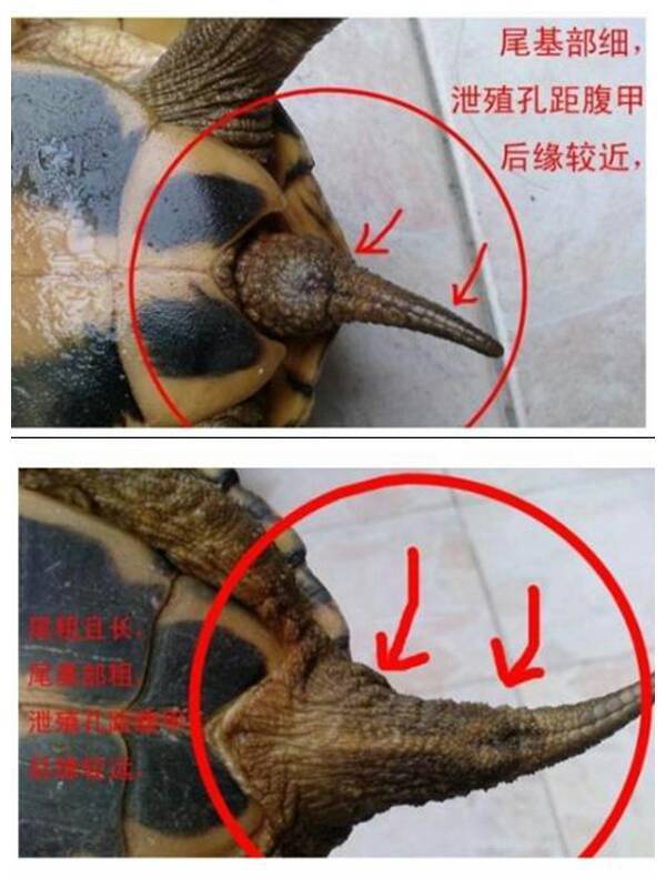 龟尾痣图解图片