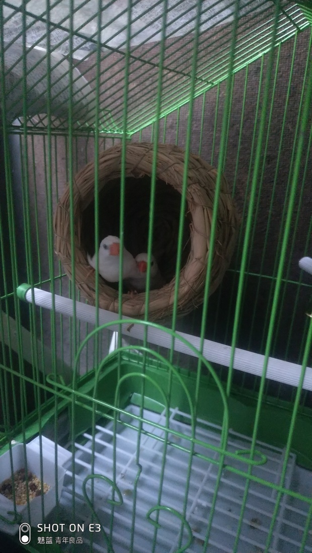 这两只珍珠鸟哪个是公哪个是母啊?