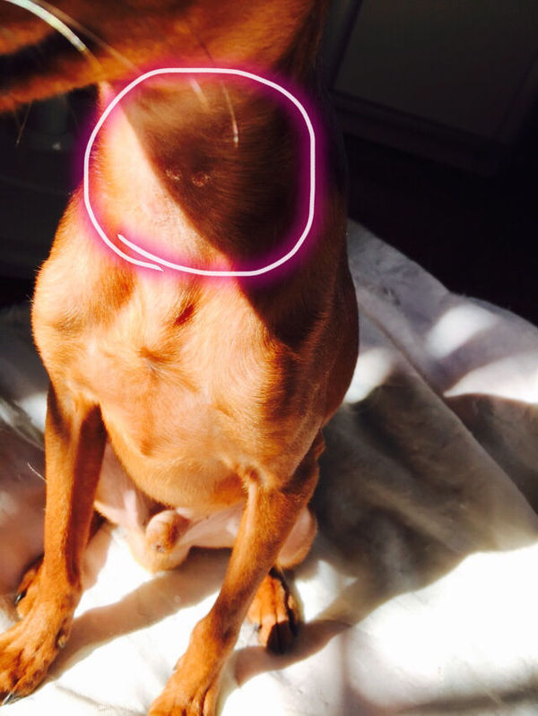 狗狗脖子上有这样的痘痘是怎么回事?急!