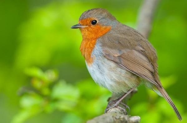 扩展资料: 蓝知更鸟身长14厘米,翼展20-22厘米,体重16-22克,寿命15