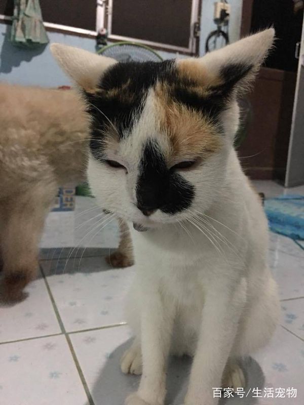 猫咪被蜜蜂蛰了,虽然很心疼,但是真的很想笑怎么办?