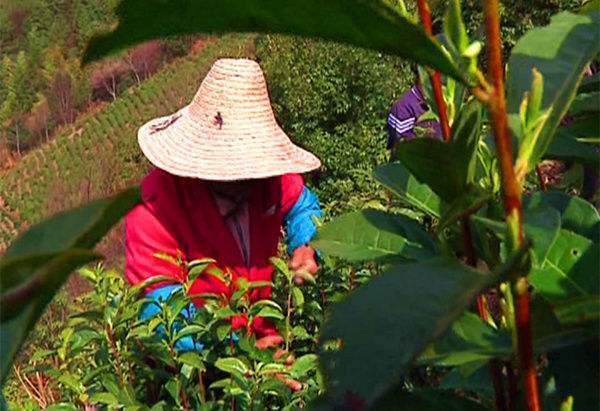 红旗一号茶叶苗叶子上有小黑点是怎回事哪位师父能指点一下