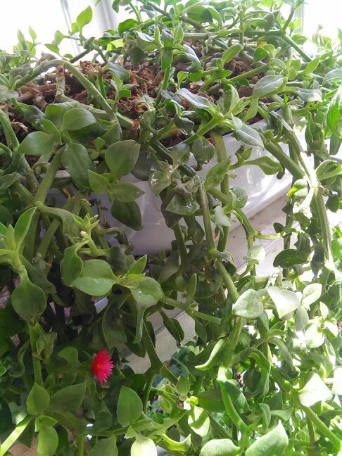 牡丹吊兰开花后根部叶子枯萎,叶片没光泽,要扔掉吗?