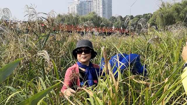 [图]秋日武汉网红芦苇荡,大妈随风起舞