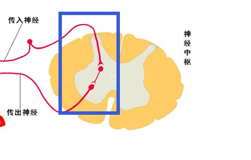 神经反射中反射弧的感受器和效应器图怎样区别