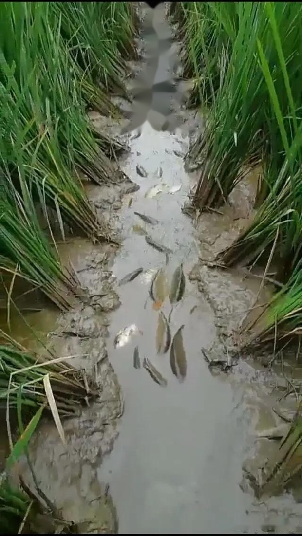 水稻田的稻花鱼的化肥农药残留会不会比塘鱼河鱼要高?