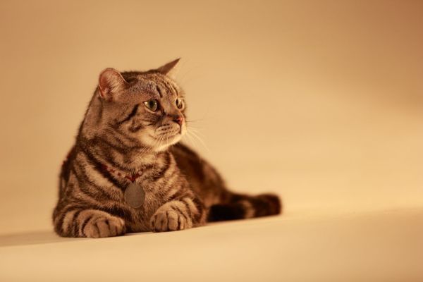 如何做到科学喂养你的爱猫?