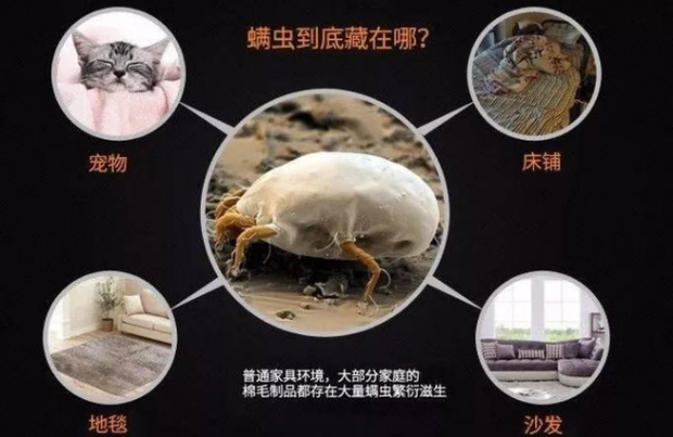 如何消灭螨虫的最有效方法