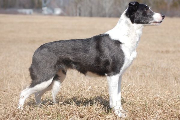 短毛柯利犬   看比赛资料  犬展短毛柯利犬