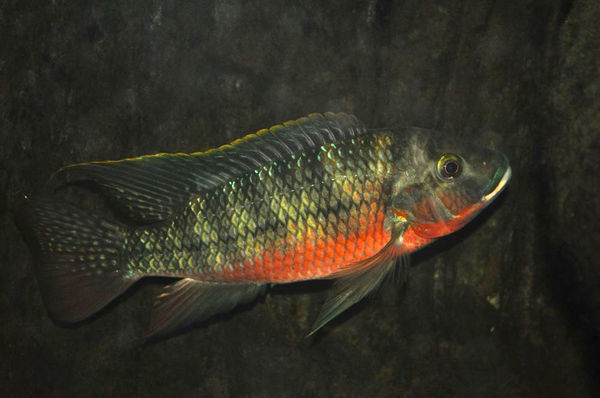 慈鲷科      cichlidae     非鲫属 (罗非鱼属)    tilapia    鱼类