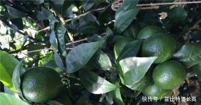 做以下工作汇报