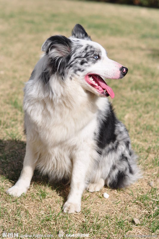 边境牧羊犬陨石是什么意思