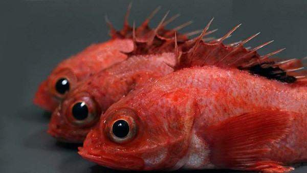 红色扁扁的海鱼图片