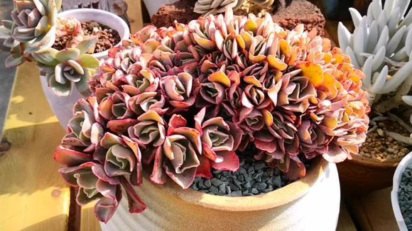 云南多肉植物欣赏:果冻色的红孔雀,谁知道是什么品种的缀化!