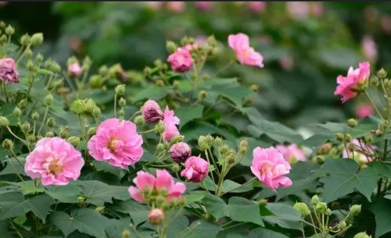 成都具有哪些代表性的树木或者花卉?