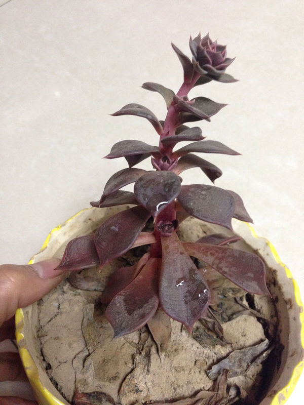 这株多肉植物黑王子茎边上长出来了几棵,现在怎么解决啊?怎么养?