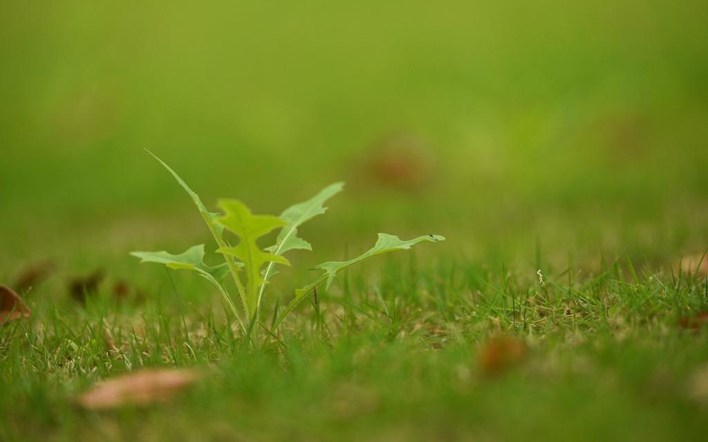 绿色护眼唯美植物[图4]